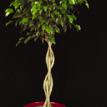 Ficus Benjamina 'braided'