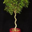 Ficus Benjamina 'corkscrew'