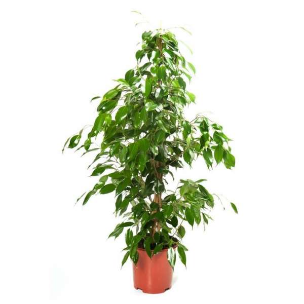 ficus tree2 Indoor plants, Sales, Rental, Delivery, Maintenance