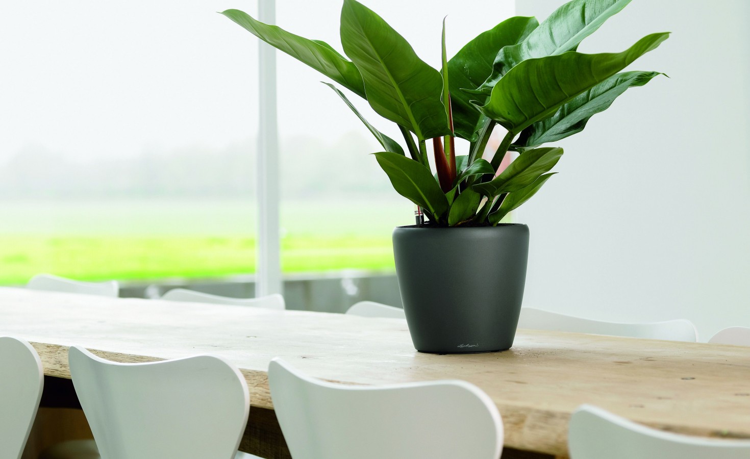 Way To Choose The Best Indoor Plants For Your Office Firm