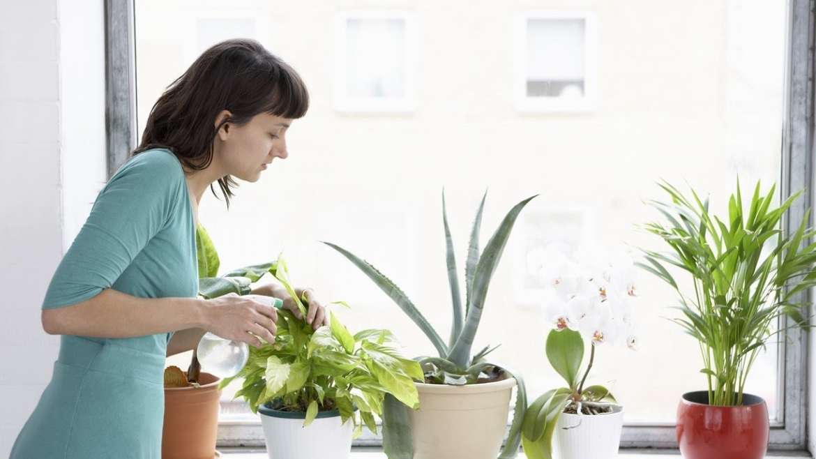 Taking care of your houseplants during the winter months