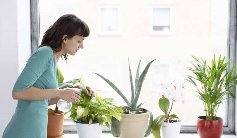 Taking care of your houseplants during the winter months